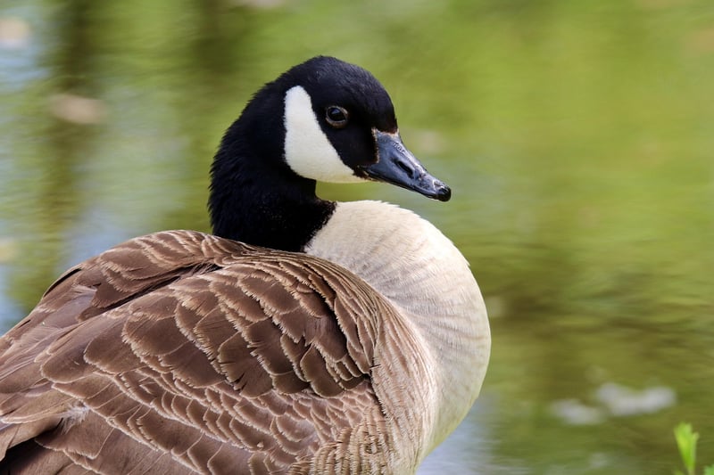 Wild Goose